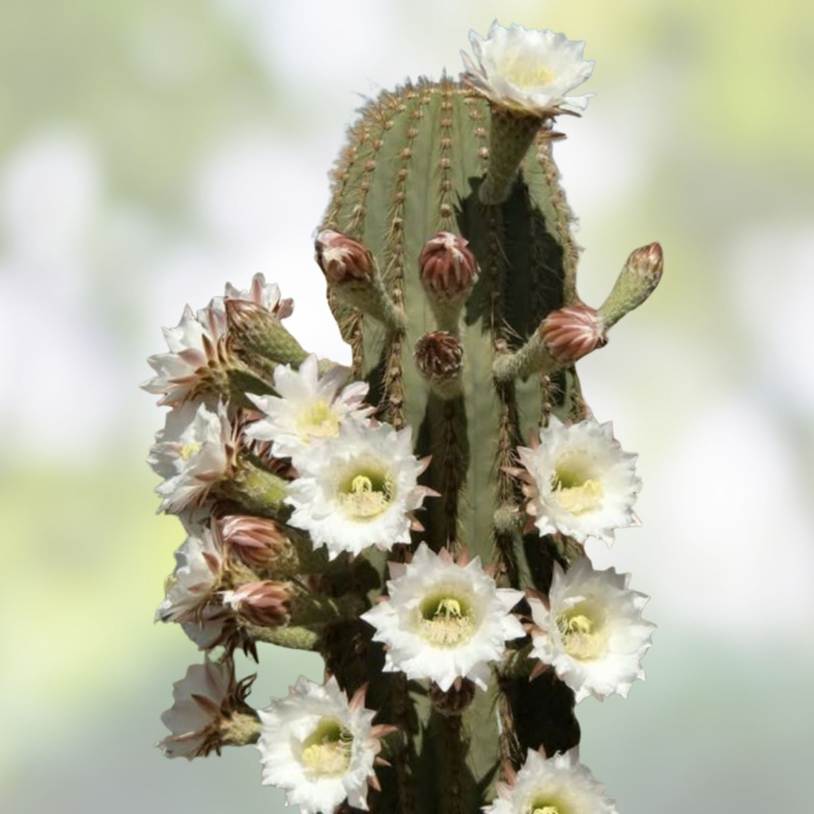 Cereus Leucostele Atacamensis Cactus Cutting 11" – Desert Succulent for Collection and Decor – Fast Shipping