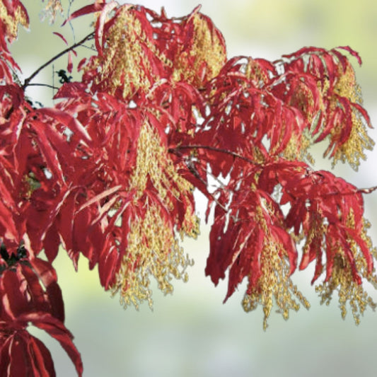 Lily of the Valley Sourwood Seeds 100 Count | Oxydendrum arboreum | Ornamental Tree Seeds for Gardening, Bare Root, Starter Plant