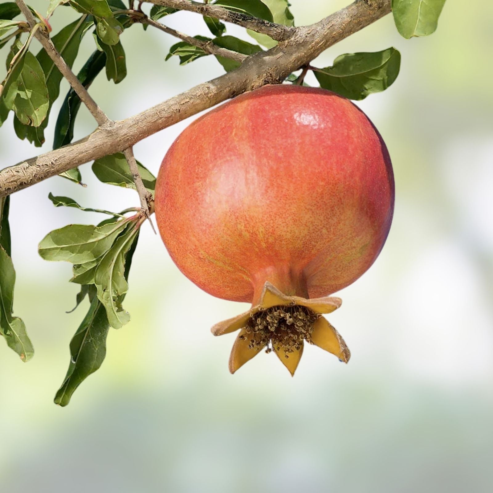 Pomegranate Cuttings 20 Pack Large Sweet Variety Punica granatum Fruit Tree Live Plants Propagation