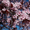 Black Cherry Plum Cuttings 6" Live Tree Prunus cerasifera Bare Root Starter Plant 3-Pack
