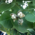 Rare Popcorn Tree Sapling 2-Pack Triadica sebifera White Seed Tree Live Plant Bare Root Starter Houseplant