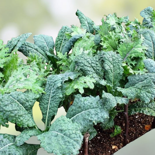 Non-GMO Kale Seeds 1000 Count – Salad and Cooking Variety Brassica oleracea, Organic, Heirloom, Live Plant, Cutting, Starter Plant