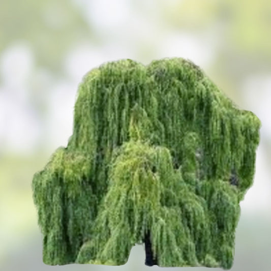 Golden Weeping Willow Tree Cuttings 4 Pack Live Plants, Salix babylonica, Ornamental Fast-Growing Tree, Arching Canopy, Live Plant Shipment