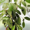 Black Peppercorn Vine Seeds 20 Pack | Piper nigrum Medicinal Herb Live Plant Cutting Starter Bare Root Houseplant
