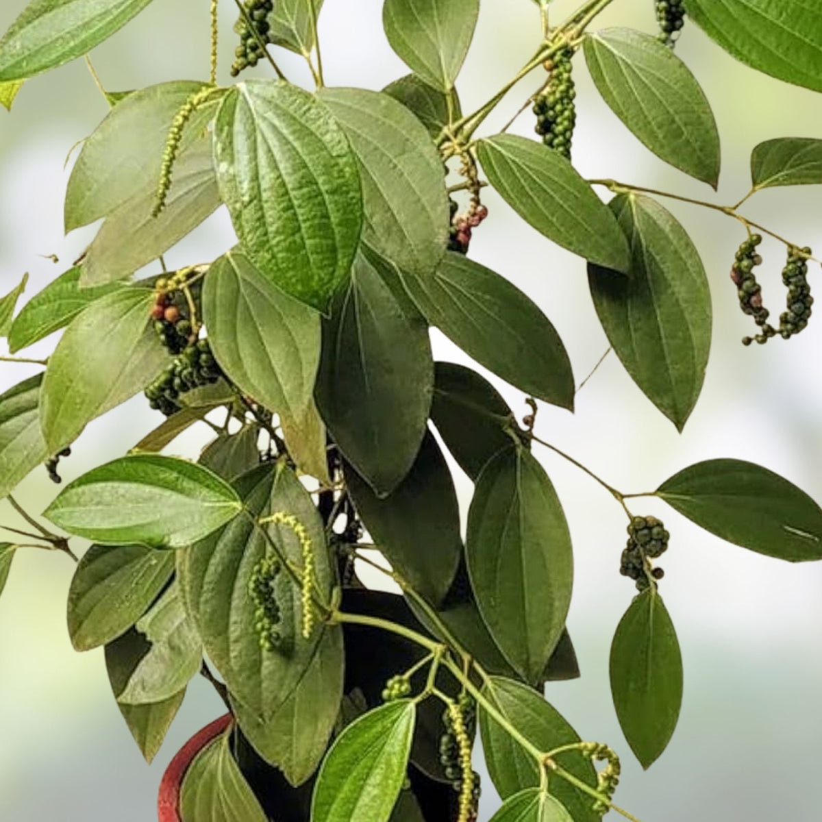 Black Peppercorn Vine Seeds 20 Pack | Piper nigrum Medicinal Herb Live Plant Cutting Starter Bare Root Houseplant