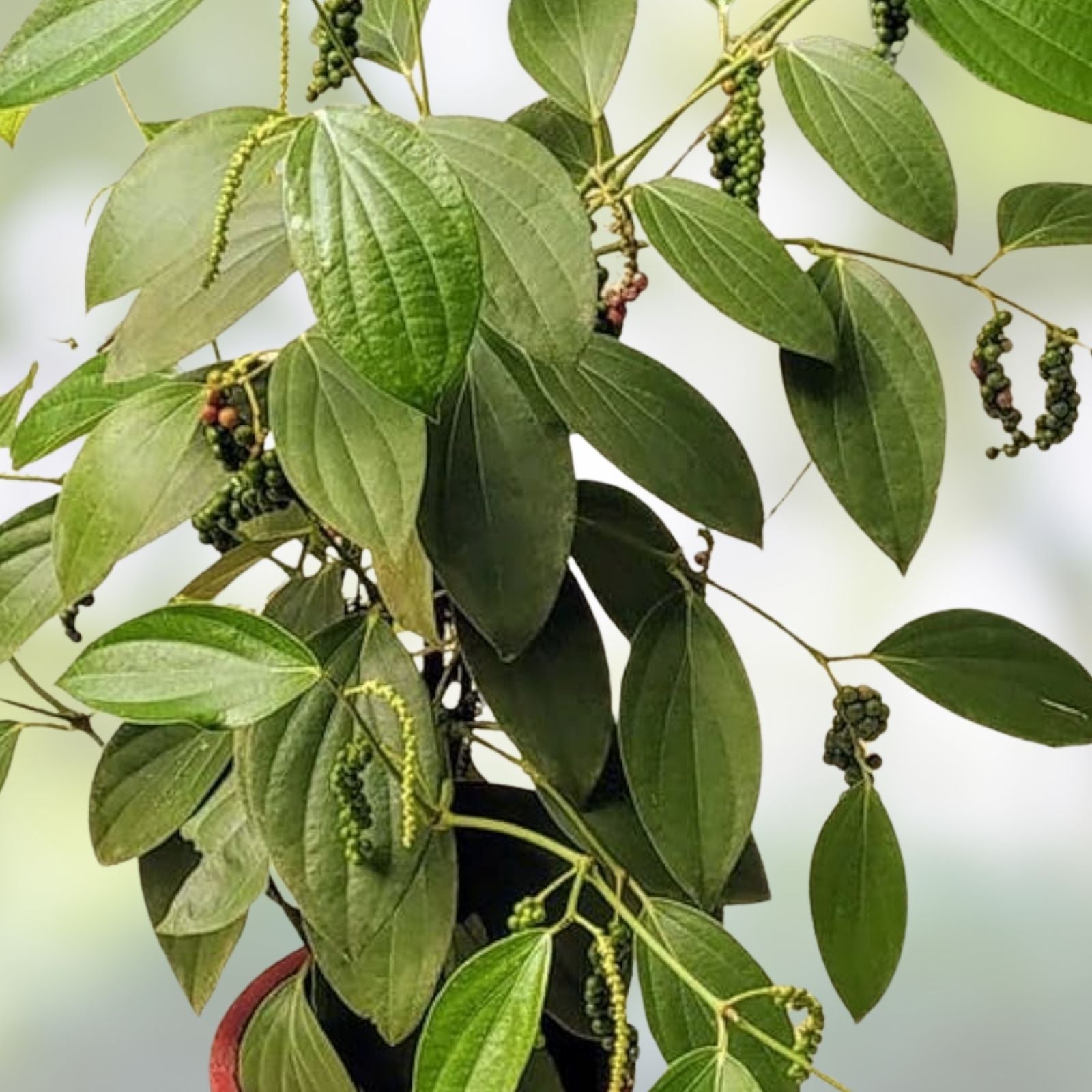 Black Peppercorn Vine Seeds 20 Pack | Piper nigrum Medicinal Herb Live Plant Cutting Starter Bare Root Houseplant