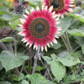 Organic Dwarf Sunflower Seeds 10 Pack Ms. Mars Pink Helianthus annuus Live Plant Bare Root Starter Plant Free Shipping