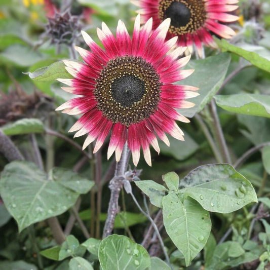 Organic Dwarf Sunflower Seeds 10 Pack Ms. Mars Pink Helianthus annuus Live Plant Bare Root Starter Plant Free Shipping