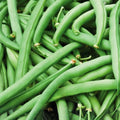 Slenderette Bush Bean Seeds Non-GMO 20+ Starter Plants Phaseolus vulgaris Edible Vegetables