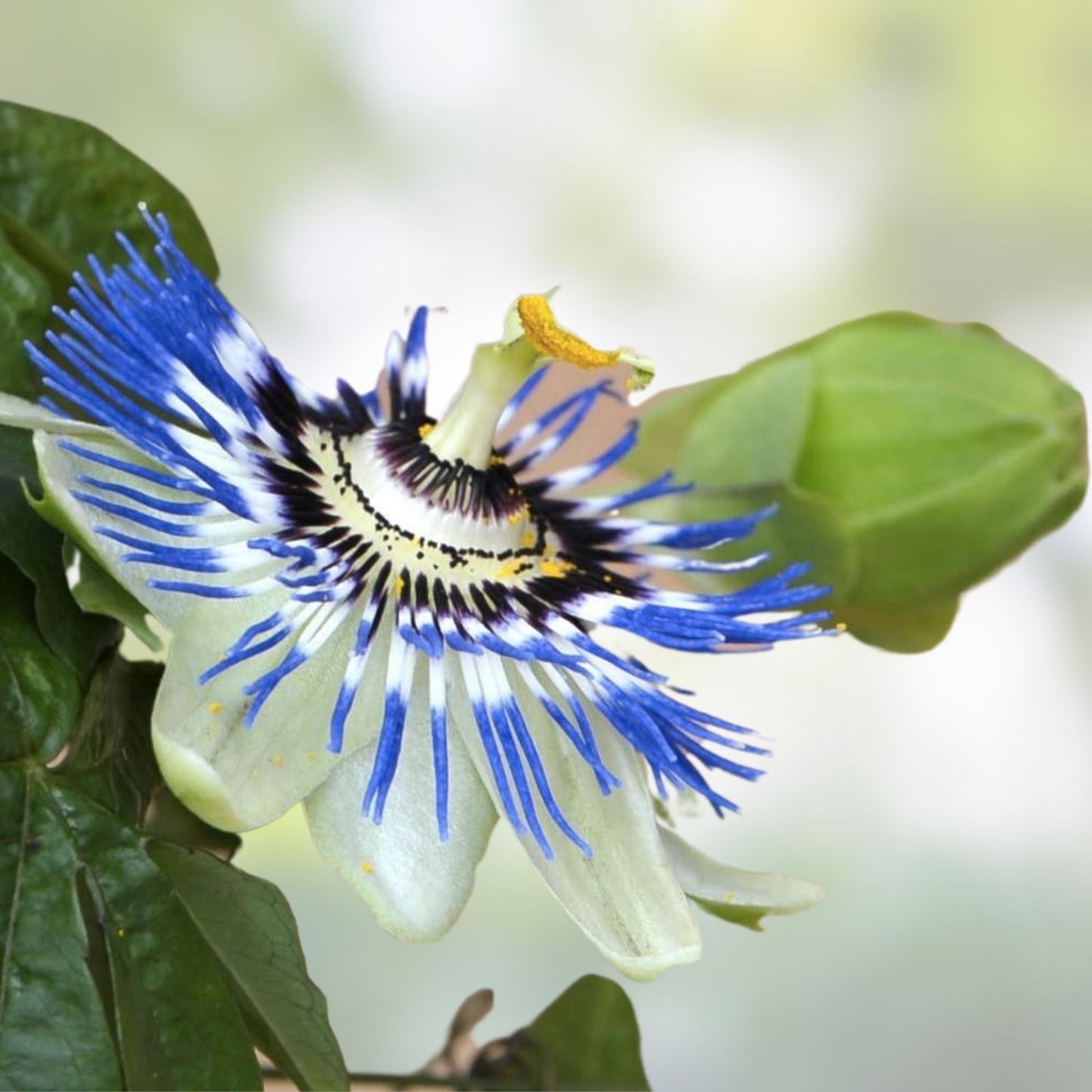 Blue Crown Passion Flower Starter Plant | Passiflora caerulea | Live Blue Passionflower Cutting | Small Rooted Houseplant