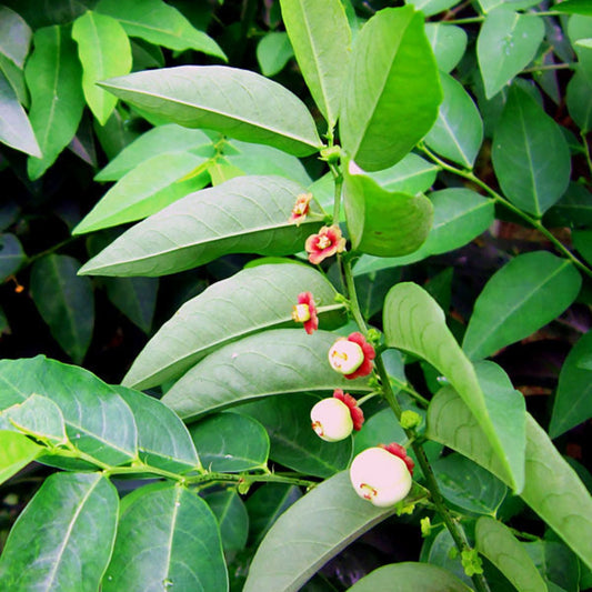 Katuk Sweet Leaf Plant Cuttings Sauropus androgynus Edible Leaf Starter Plants 12 Bare Root Live Plant