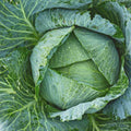 Cabbage Seeds 50 Pack Early Jersey Wakefield Heirloom Non-GMO Brassica oleracea Vegetable Seeds