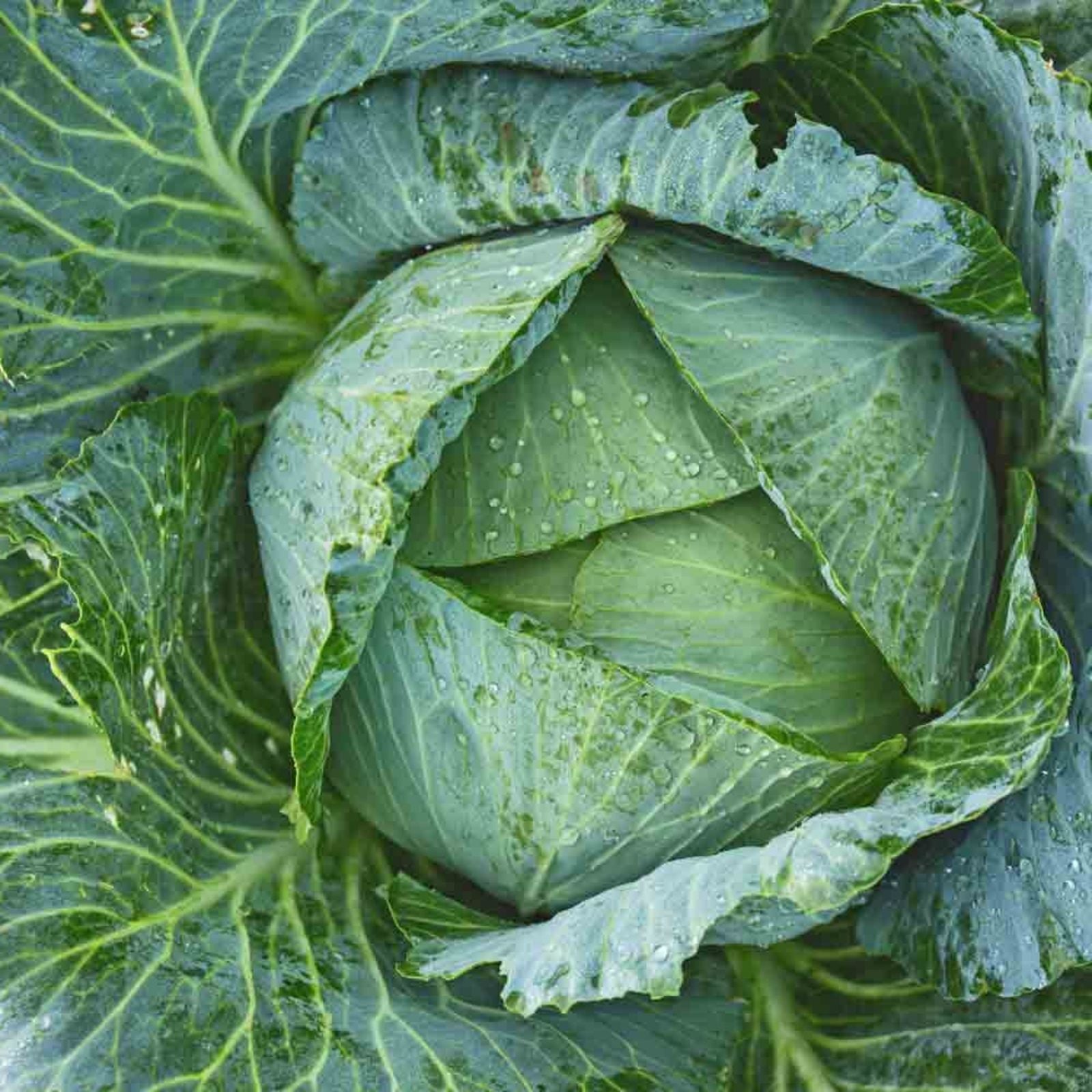 Cabbage Seeds 50 Pack Early Jersey Wakefield Heirloom Non-GMO Brassica oleracea Vegetable Seeds