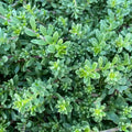 Creeping Boobialla Cuttings - Myoporum parvifolium - 10 Native Myrtle Ground Cover Plants for Gardens and Landscaping