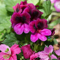 Martha Washington Geranium Cuttings 6-Pack Organic Rose-Pink Pelargonium Live Plant Starter Houseplant