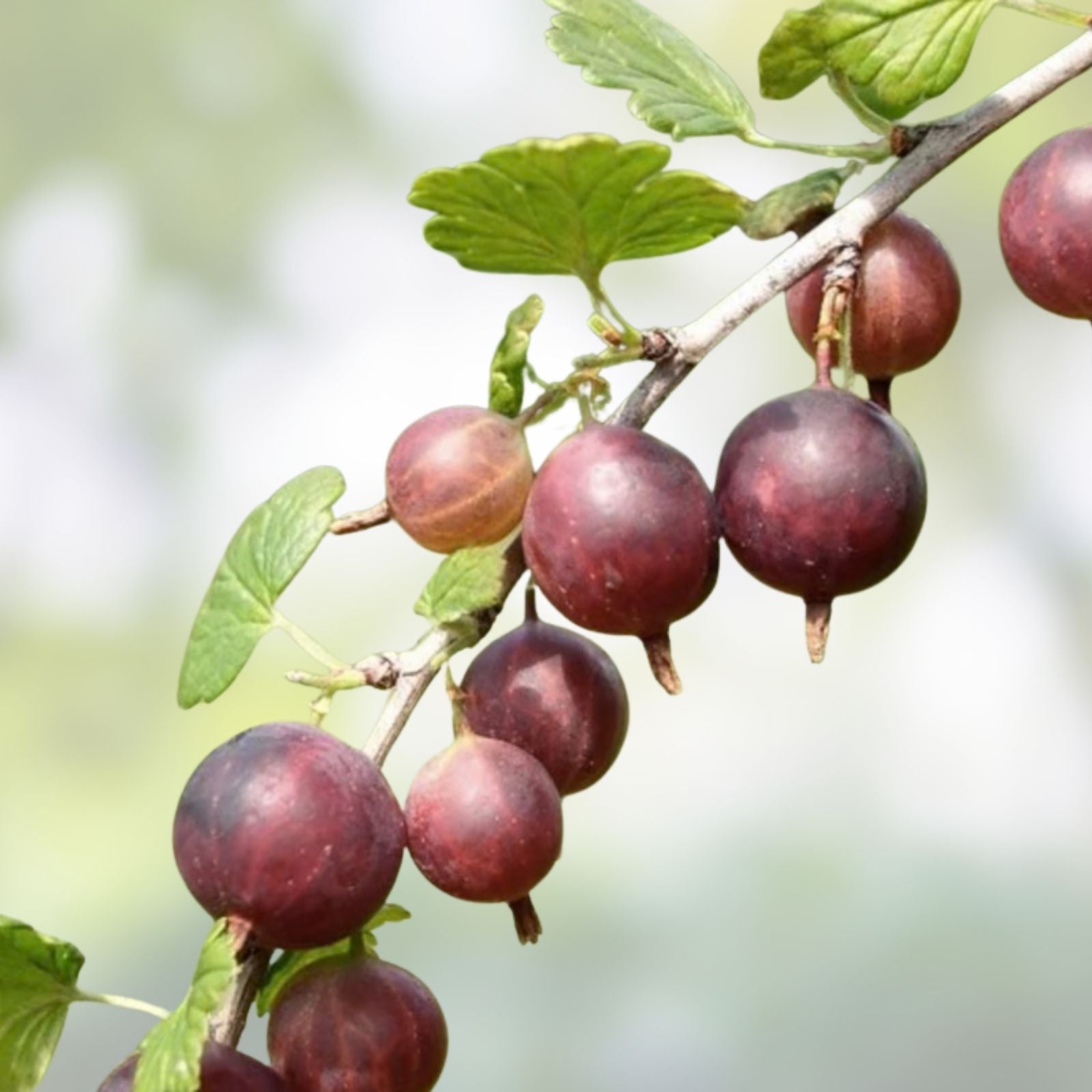 Black Velvet Gooseberry Starter Plant – Well Rooted Superfood Berry – Ribes nigrum – Hardy in Zones 3-8 – Fast Growing