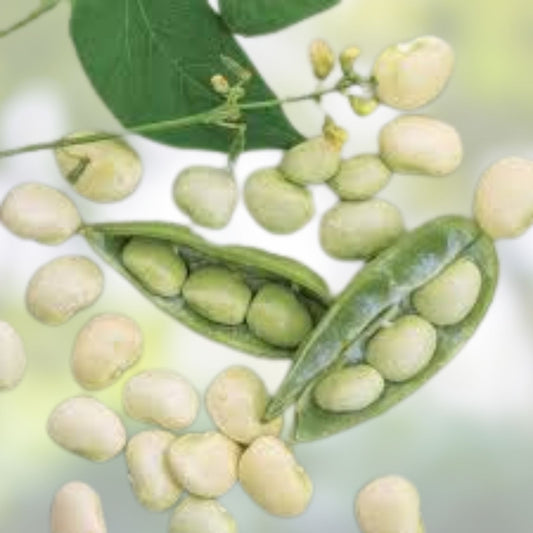 Lima Bean Seeds 75 Count – Fordhook 242 Organic Edible Legumes – Easy to Grow, Award-Winning Vegetable Seeds