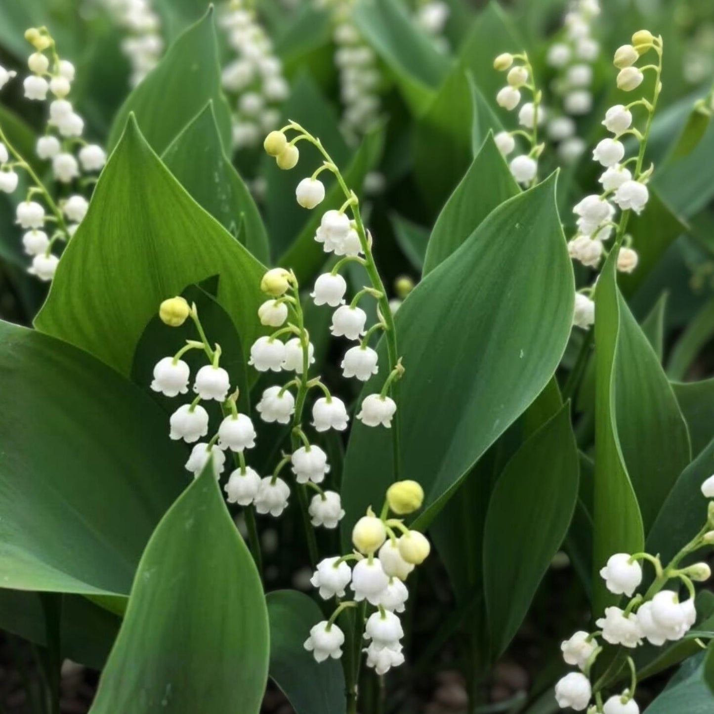Lily of the Valley Live Plant Set 6 + 3 Bare Root Pips Fragrant White Flowers Convallaria majalis