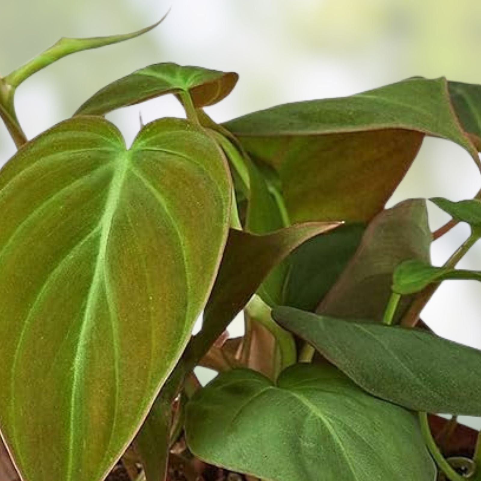 Philodendron Micans 4-inch Potted Plant – Velvet Green Heart-Shaped Leaves Indoor Houseplant (Philodendron micans)