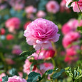 Pink Inspiration Hybrid Tea Rose Bush 1-2 ft Live Plant Fragrant Peony-Like Blooms Disease-Resistant