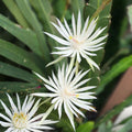 Epiphyllum Orchid Cactus Cuttings Night Blooming Cereus Hookeri Strictum Succulent Plant 3 Pieces