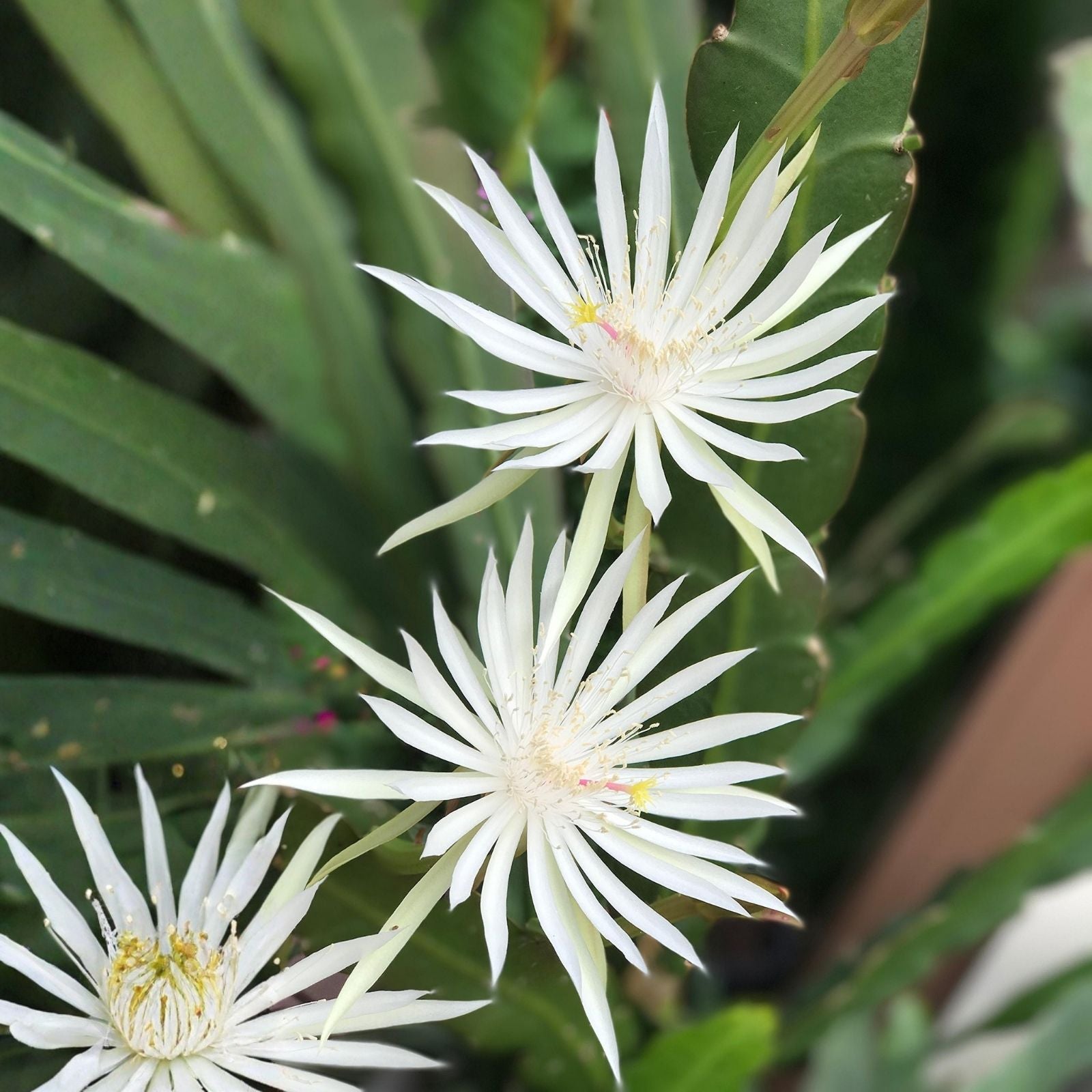 Epiphyllum Orchid Cactus Cuttings Night Blooming Cereus Hookeri Strictum Succulent Plant 3 Pieces