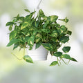 Pothos Cuttings Epipremnum aureum Indoor Plant Trailing Vine Houseplant Green Foliage Starter