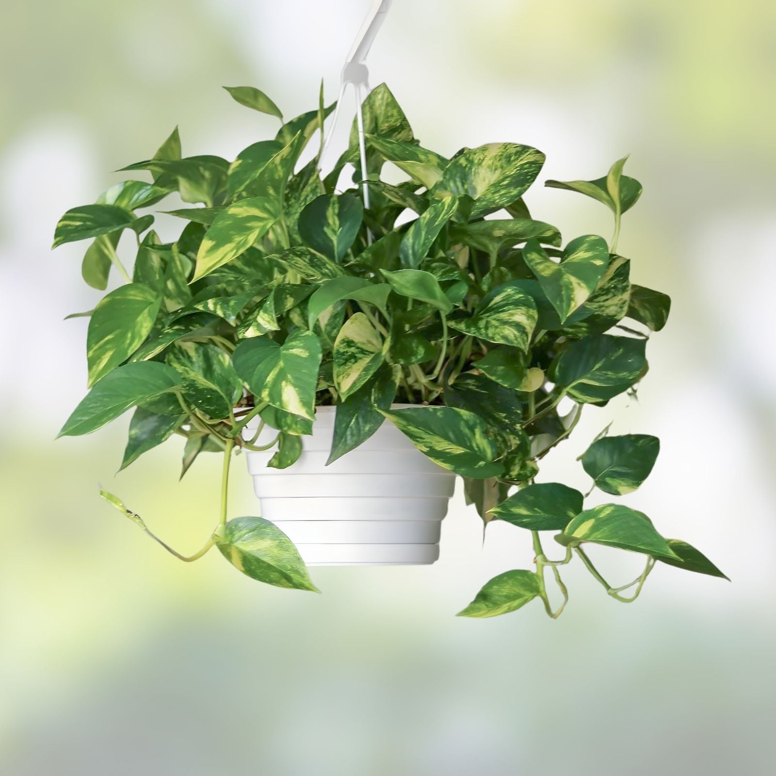 Pothos Cuttings Epipremnum aureum Indoor Plant Trailing Vine Houseplant Green Foliage Starter
