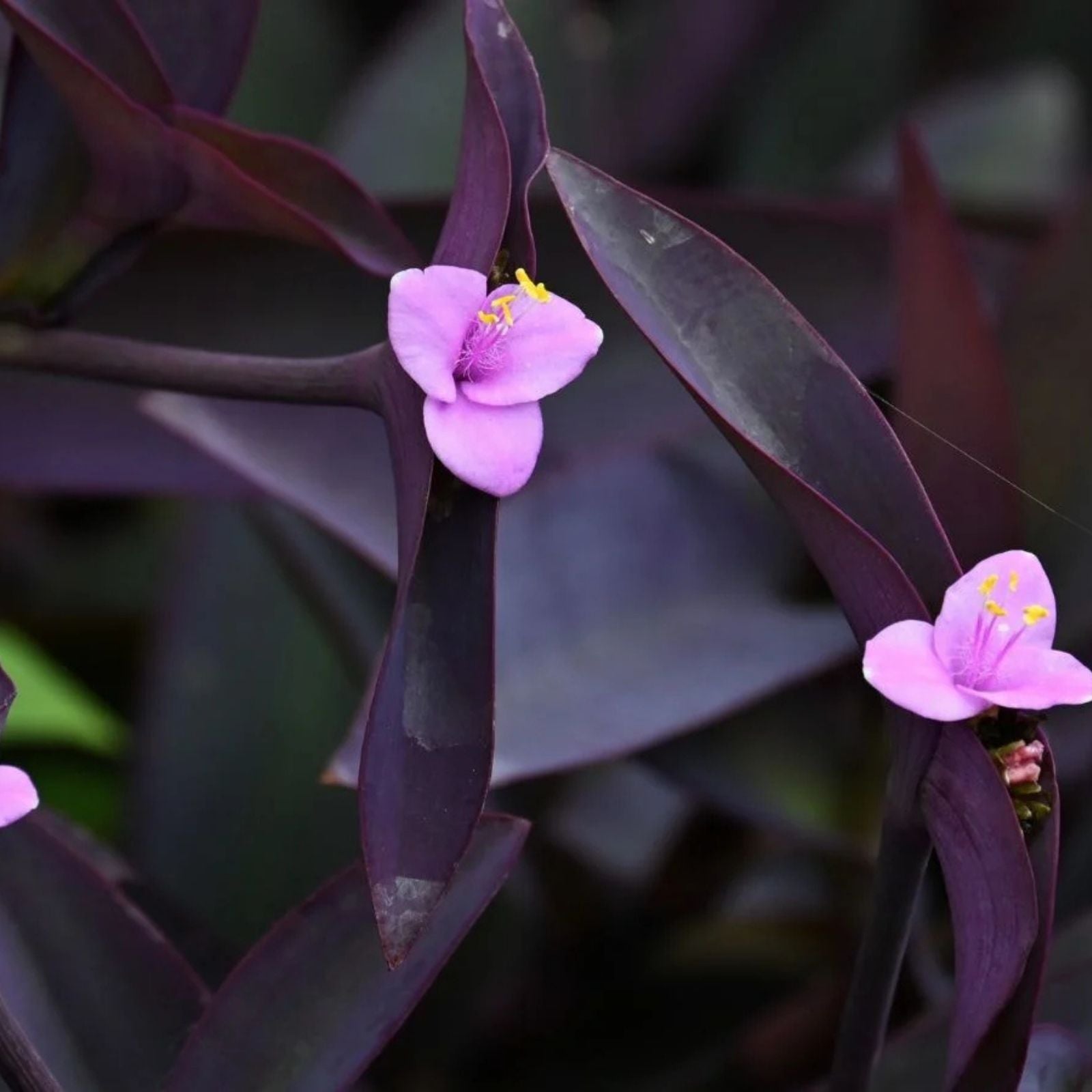 Purple Heart Wandering Tradescantia Pallida Cuttings - Live Houseplant Starter Plant for Home Decor and Gardening