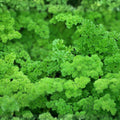 Heirloom Moss Curled Parsley Seeds Non-GMO Organic Herb Seeds 25+ Starter Plant Cutting Gardening