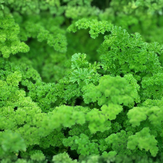 Heirloom Moss Curled Parsley Seeds Non-GMO Organic Herb Seeds 25+ Starter Plant Cutting Gardening