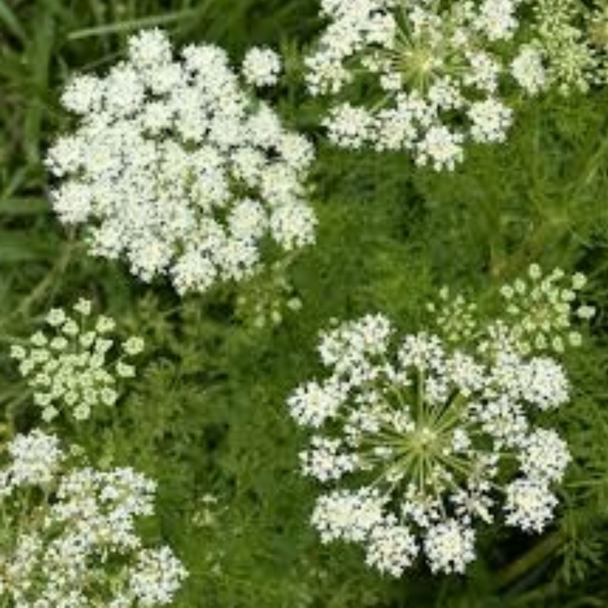 Caraway Herb Seeds 20+ Organic Culinary Seeds, Carum carvi, Live Plant, Starter, Bare Root, Gardening, Cooking Supplies