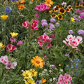 Kneehigh Wildflower Seeds 200 Organic Pollinator Seeds for Gardens Meadows Native Plant Starter