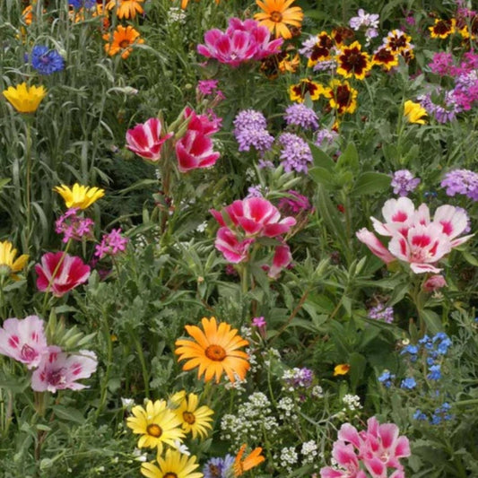 Kneehigh Wildflower Seeds 200 Organic Pollinator Seeds for Gardens Meadows Native Plant Starter
