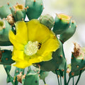 Opuntia Cacanapa Ellisianna Prickly Pear Cactus Succulent Live Plant Drought-Tolerant Indoor Outdoor Decor