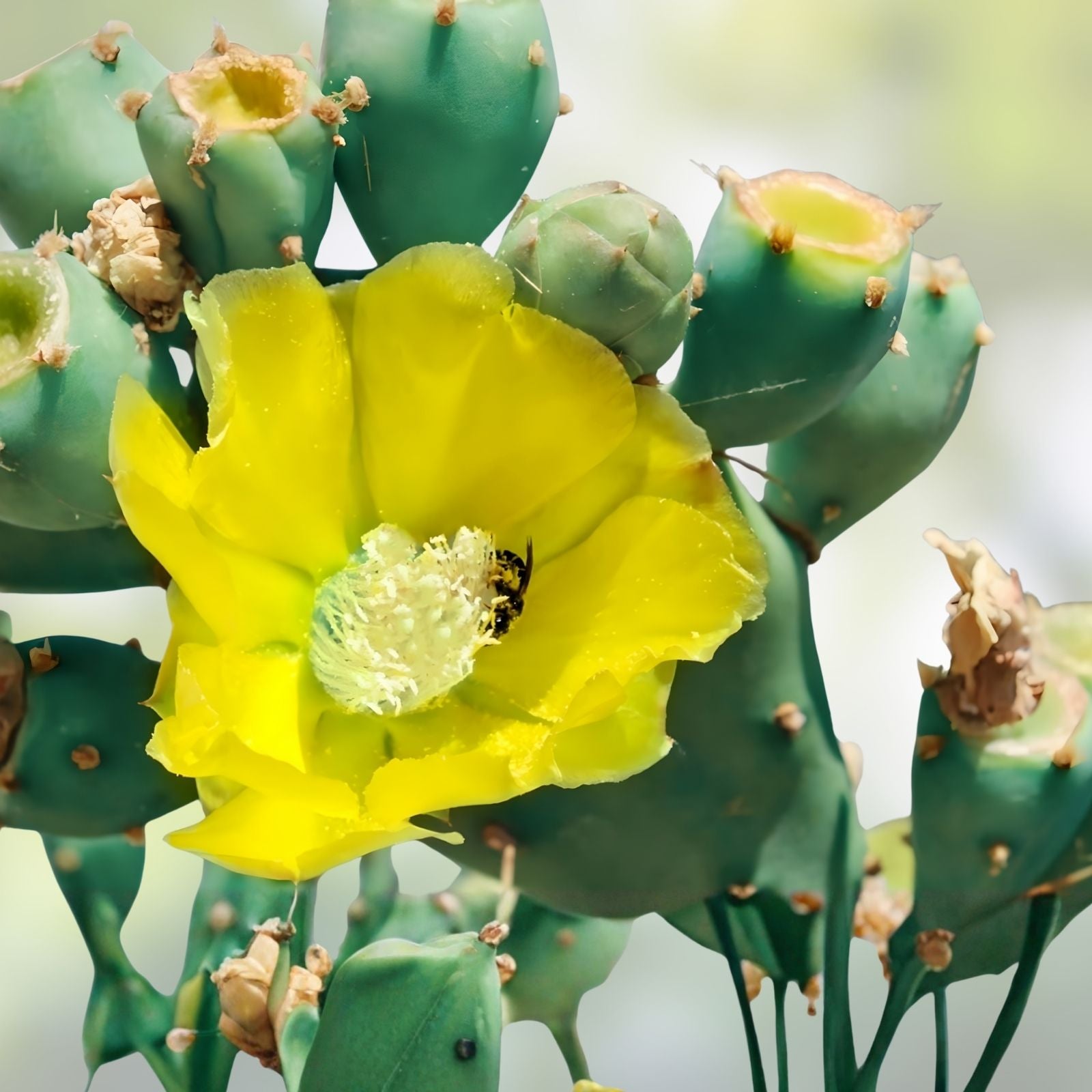 Opuntia Cacanapa Ellisianna Prickly Pear Cactus Succulent Live Plant Drought-Tolerant Indoor Outdoor Decor