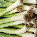 Leek Seeds 500 Pack Allium ampeloprasum Heirloom Non-GMO Vegetable Seeds for Garden, Starter, Live Plant, Cutting