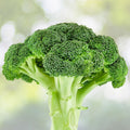 Heirloom Broccoli Seeds Waltham 29 Non-GMO Vegetable Seeds for Gardening, Live Plant, Cutting, Starter Plant