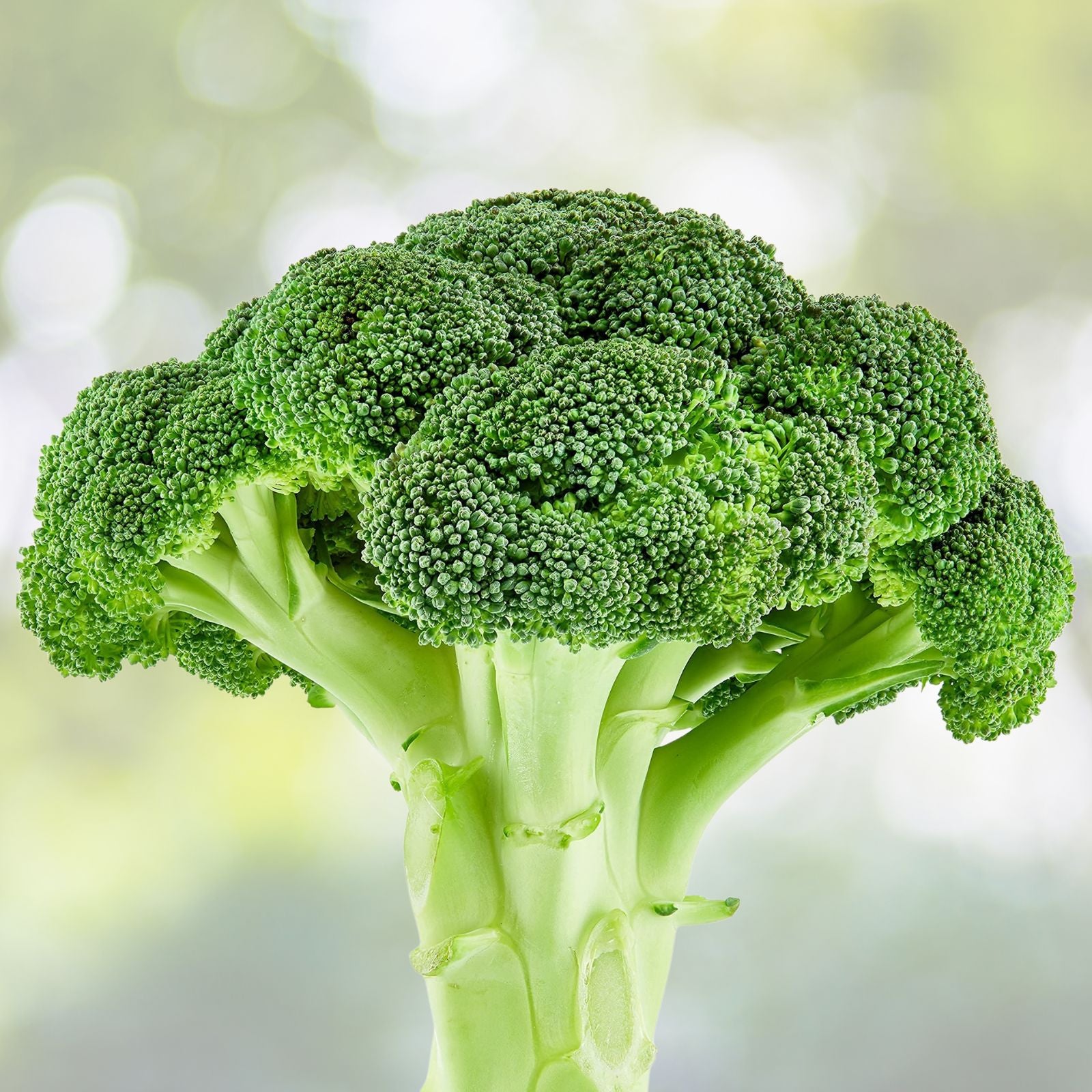 Heirloom Broccoli Seeds Waltham 29 Non-GMO Vegetable Seeds for Gardening, Live Plant, Cutting, Starter Plant
