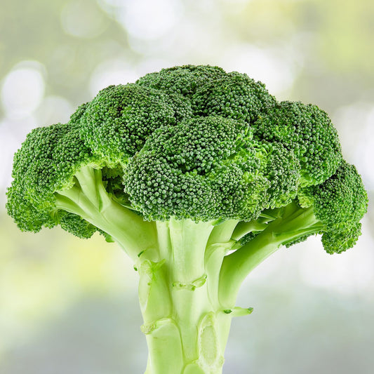 Heirloom Broccoli Seeds Waltham 29 Non-GMO Vegetable Seeds for Gardening, Live Plant, Cutting, Starter Plant