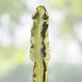 Variegated Euphorbia Ammak Candelabra Cutting, 16-inch Succulent Plant for Home Decor, Fast Growing, African Candelabra Euphorbia