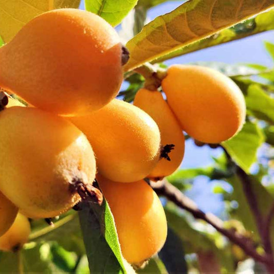 Loquat Grafting Scions Vista White Variety 3 Cuttings Eriobotrya japonica Sweet Live Plant