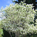 Serviceberry Live Plant 16-24 Inches, Flowering Shrub, Amelanchier arborea, 2-3 Years Old, Garden Landscape Tree