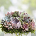 Assorted Succulent Cuttings - 15 Varieties for Planting, Arranging & Crafting - Home Decor - Easy to Grow, Low Maintenance
