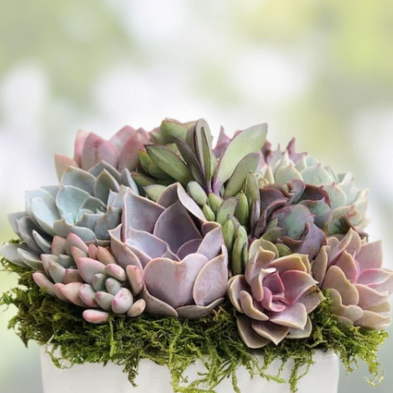 Assorted Succulent Cuttings - 15 Varieties for Planting, Arranging & Crafting - Home Decor - Easy to Grow, Low Maintenance