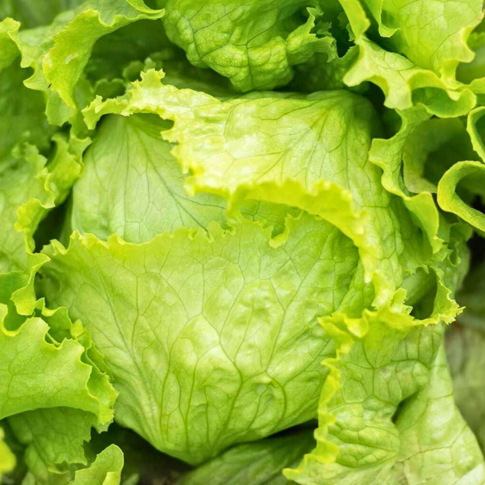 Lettuce Seeds 500 Count Prizehead Leaf Heirloom Non-GMO Organic Vegetable Seeds for Gardening