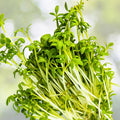 Curled Cress Seeds 100 Pack Microgreens Non-GMO Organic Live Plant Starter Kit