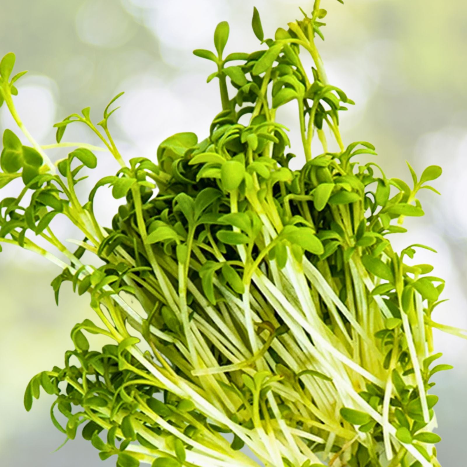 Curled Cress Seeds 100 Pack Microgreens Non-GMO Organic Live Plant Starter Kit