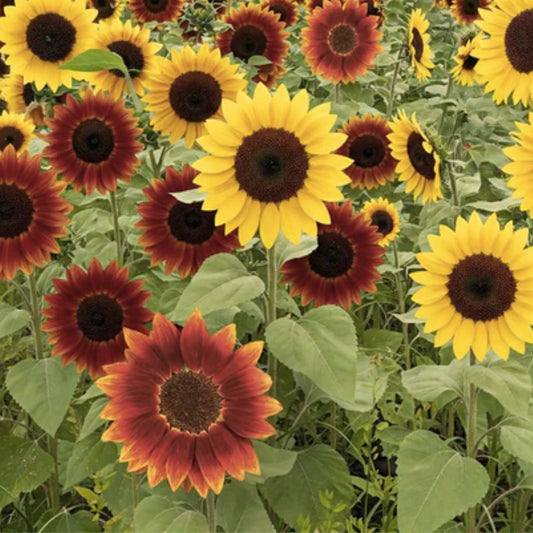 Mardi Gras Mix Sunflower Seeds 50 Count – Colorful Blooms for Planting, Hummingbird & Butterfly Attraction, Helianthus annuus