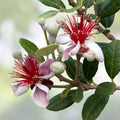 Pineapple Guava Tree Cuttings Feijoa sellowiana Live Plant Propagation Starter Bare Root Houseplant